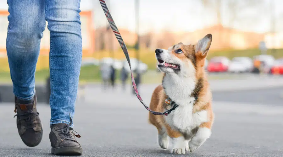 Perro pembroke corgi galés caminando muy bien con una correa con su dueño durante un paseo por la ciudad