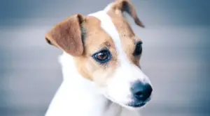 Mezcla De Jack Russell Dachshund: Información Sobre La Raza Jackshund