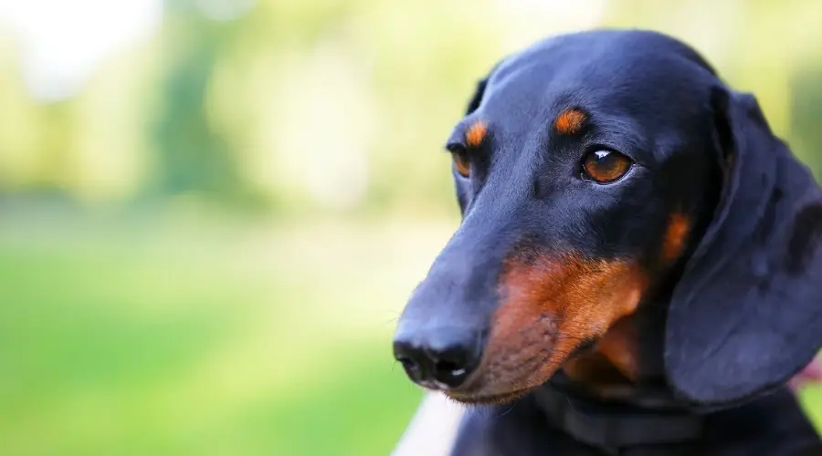 Perro Dachshund al aire libre