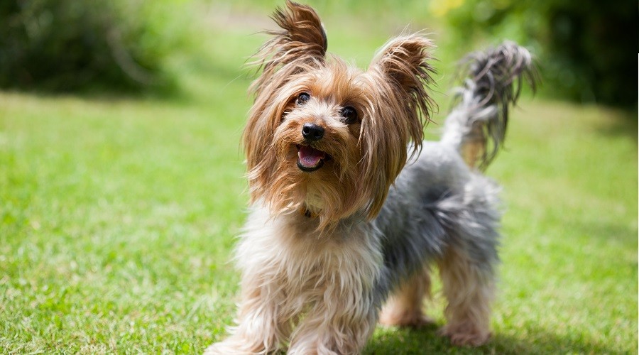 Mezcla De Yorkie Poodle: Datos, Rasgos Y Más De Yorkipoo