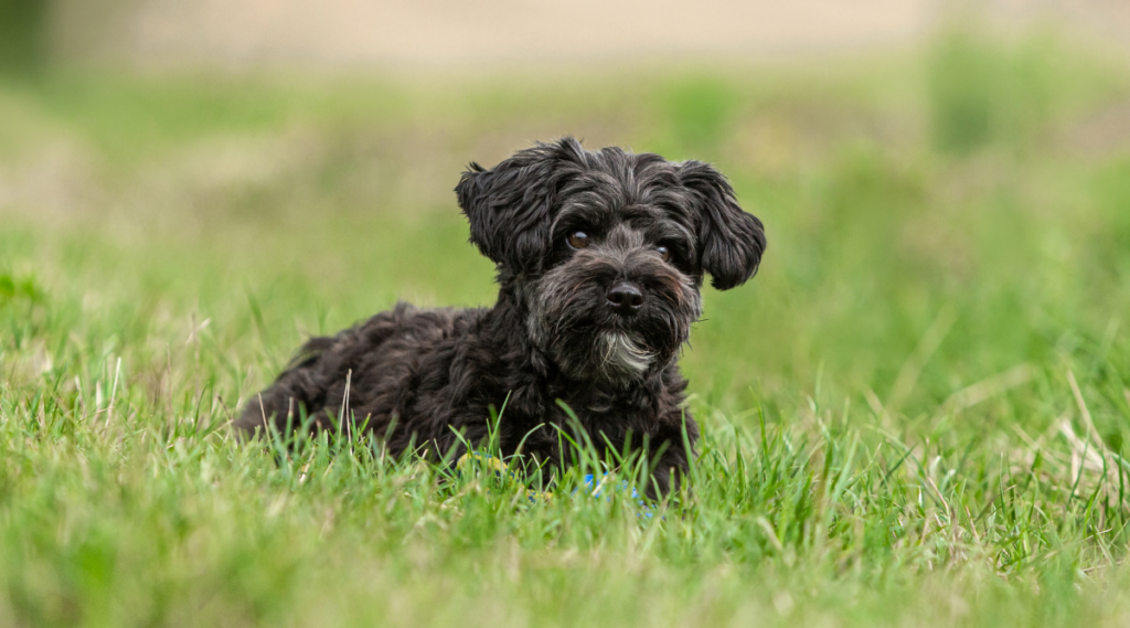 Perro yorkiepoo negro en un prado en verano al aire libre