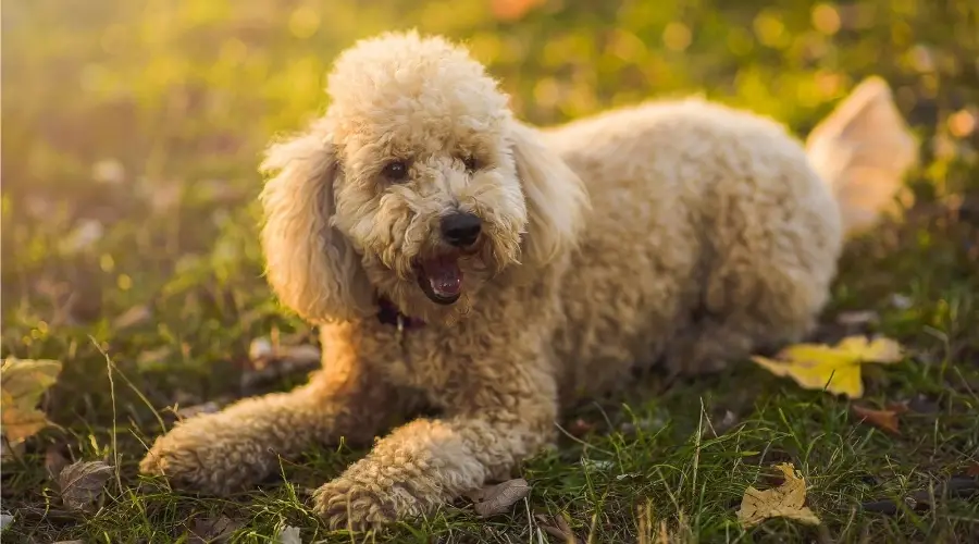 Mezcla De Caniche Beagle: Información Sobre La Raza De Perro