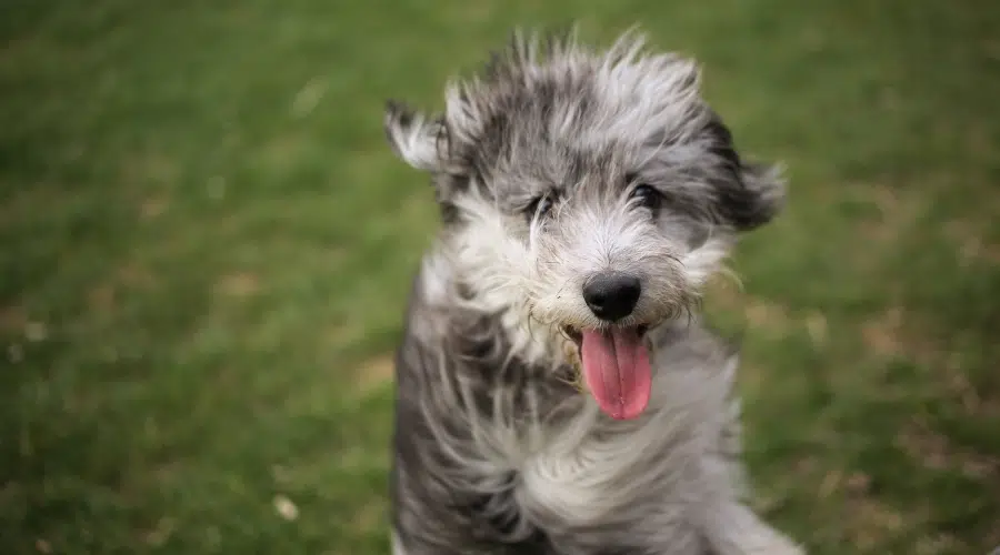 Perro esponjoso blanco y gris joven en un día ventoso