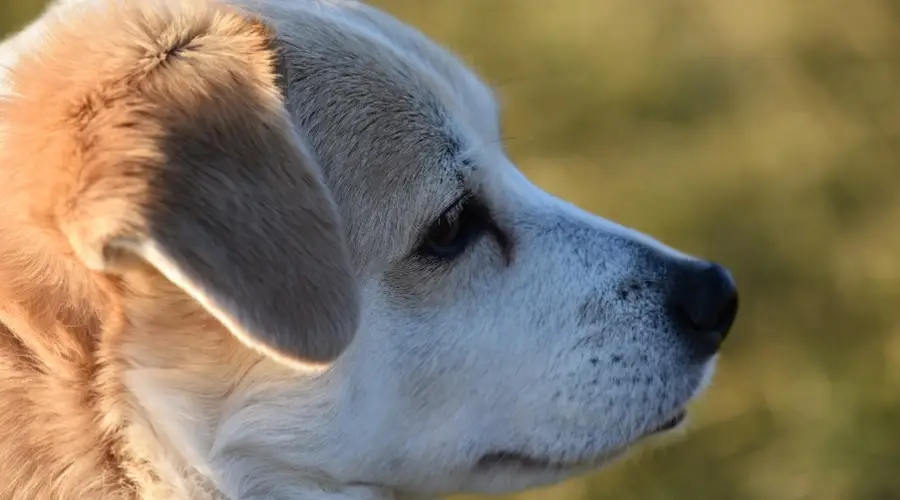 Labrahuahua mirando