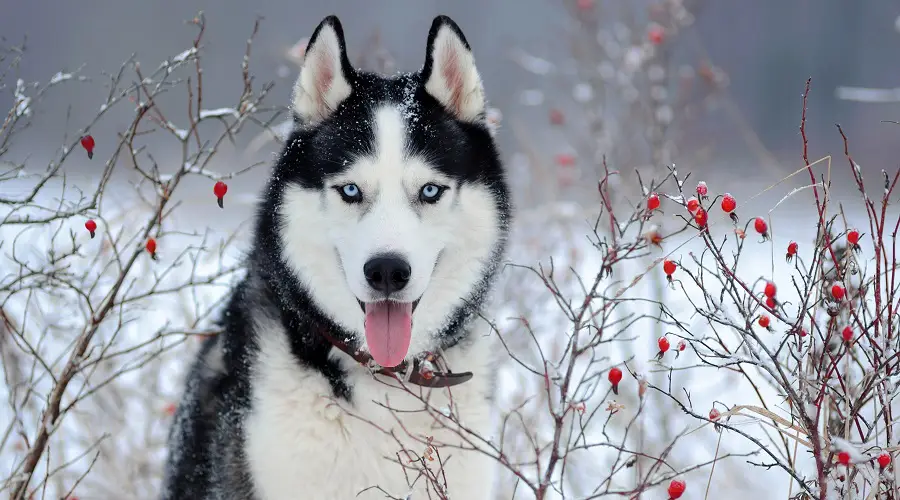 Mezcla De Chihuahua Y Husky: Información Sobre La Raza Husky Chi