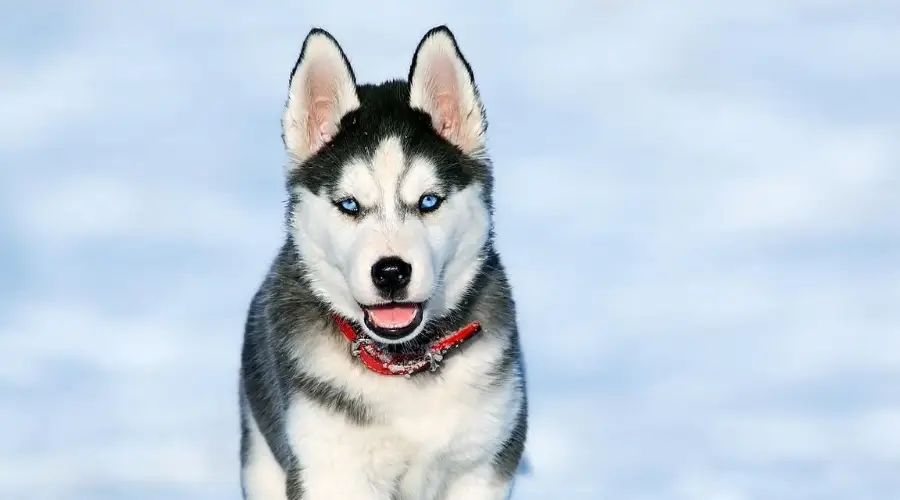 Husky siberiano caminando en la nieve