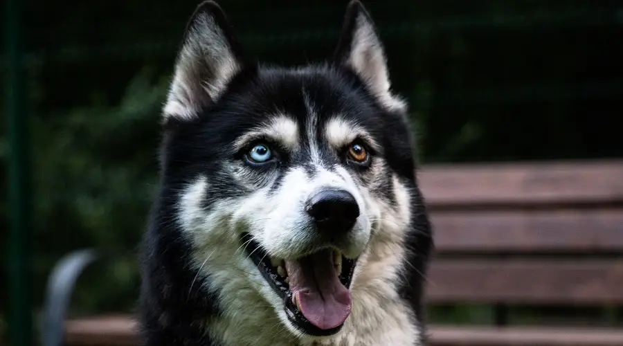 Mezcla De Husky Siberiano De San Bernardo: Información De La