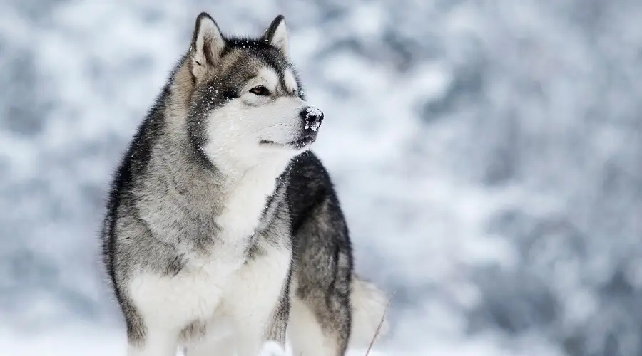 Mezcla De Husky Siberiano Malamute De Alaska: Información Sobre La