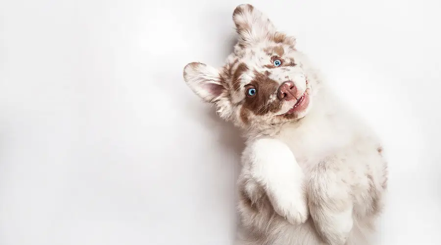 Perro Pastor Australiano