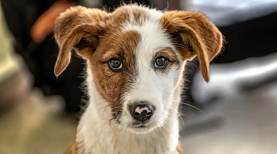 Mezclas De Jack Russell Terrier: 20 Cruces Energéticos Diferentes