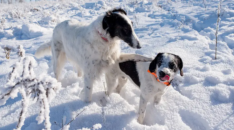 Mezclas De Whippet: 20 Cruces Populares Diferentes