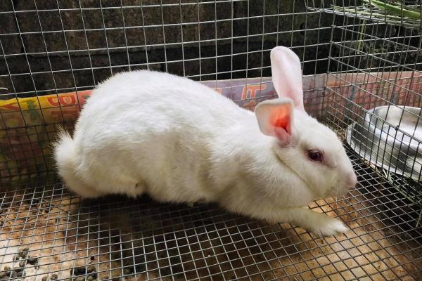 My Is Rabbit cavando en el suelo - Quieren salir