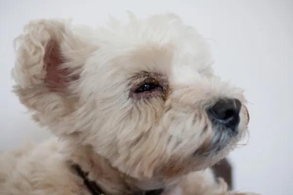 Mi perro tiene mocos en los ojos verdes y amarillos: síntomas relacionados con los mocos en los ojos en perros