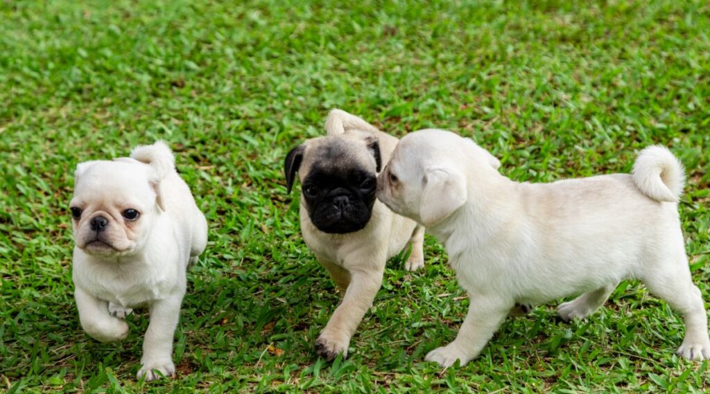 Lindos cachorros de pug jugando en el jardín