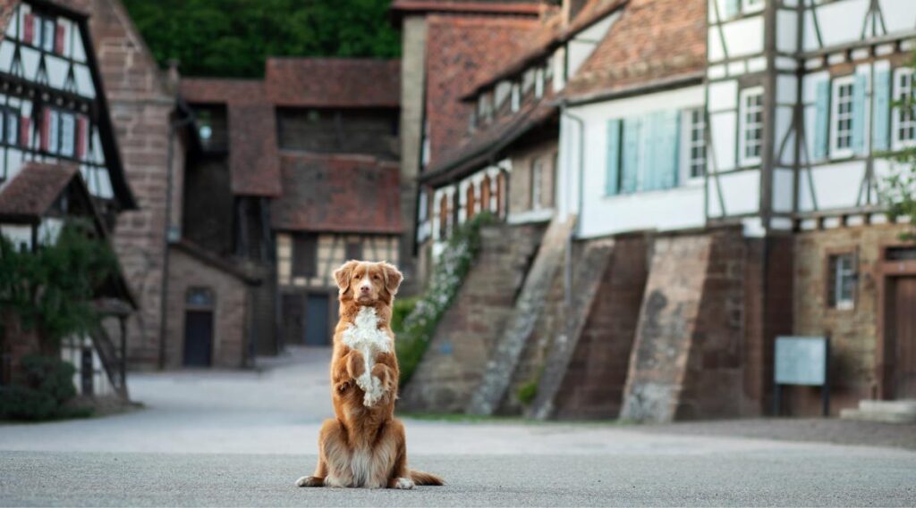 Perro sentado erguido en un pueblo de aspecto alemán