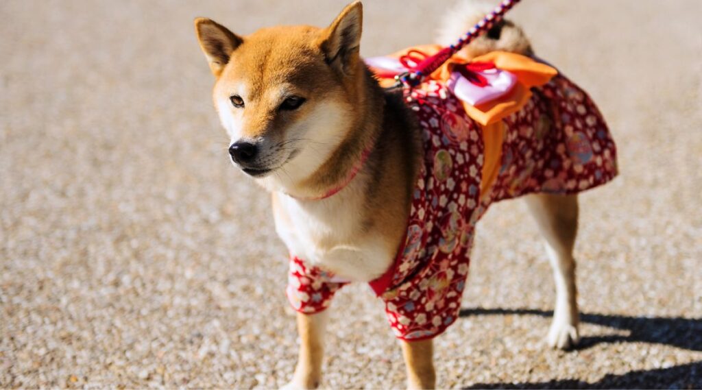 Nombres De Perros Japoneses: Más De 150 Ideas De Nombres