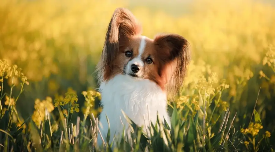 Papillon en un campo