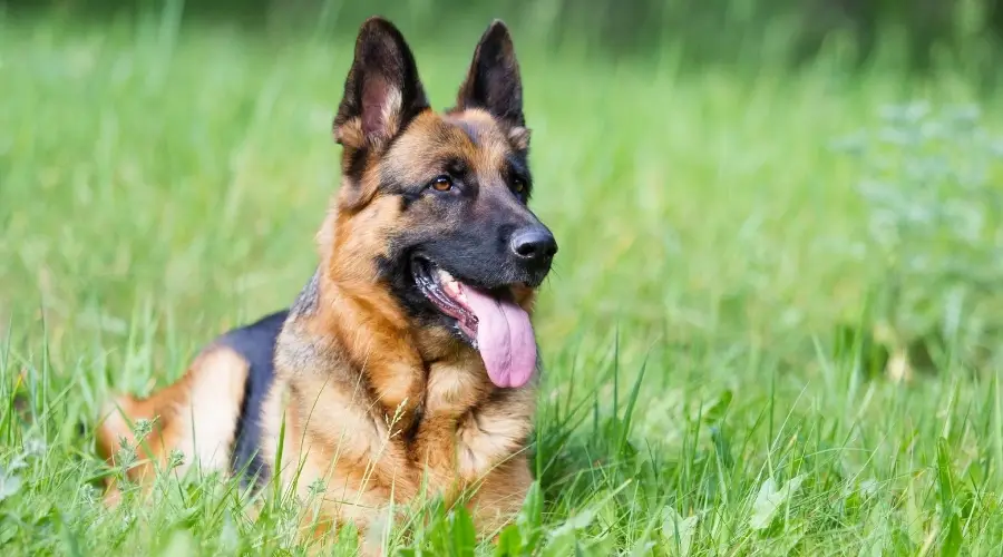 Pastor Alemán Versus Husky Siberiano: Diferencias Y Similitudes De Raza