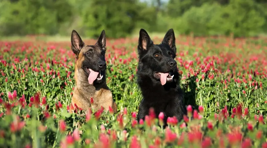 Perros pastores negros y fuego en el campo