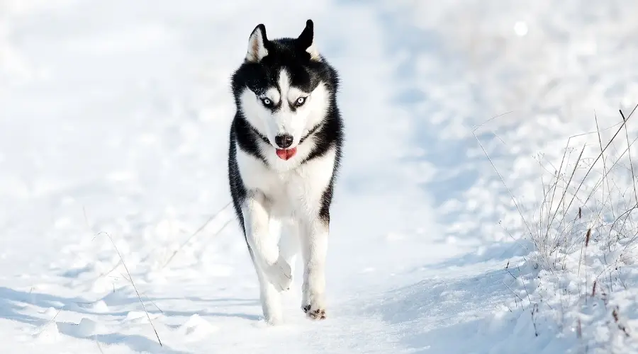 Husky siberiano enérgico corriendo al aire libre