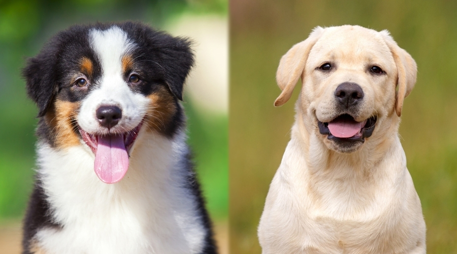 Cachorros de pastor australiano vs labrador retriever