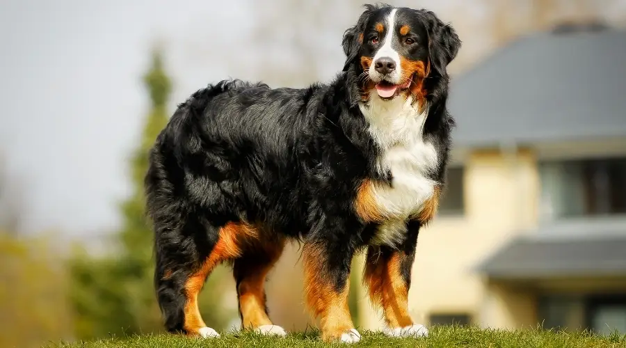 Hermoso perro negro, marrón y blanco