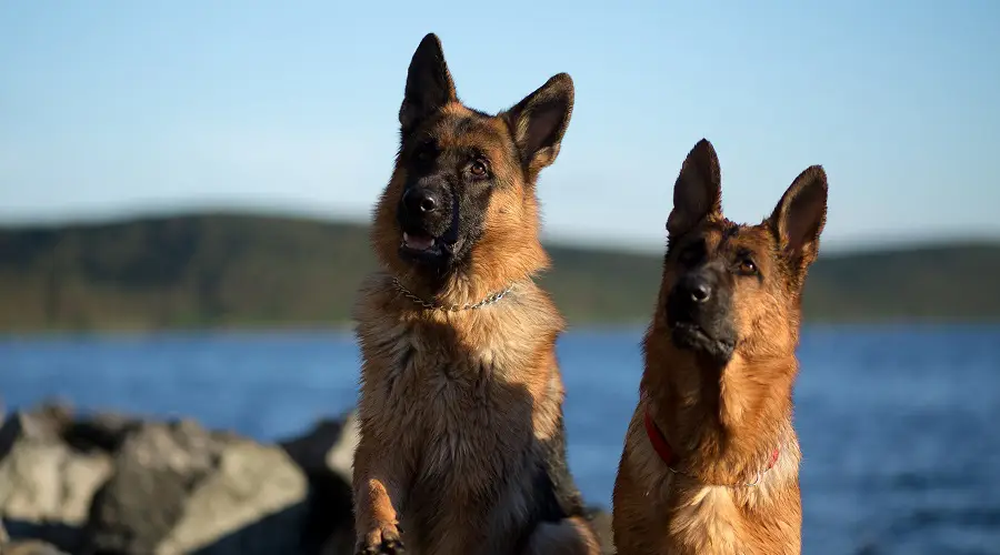 Pastores Alemanes Americanos Y Europeos: ¿cuál Es La Diferencia?