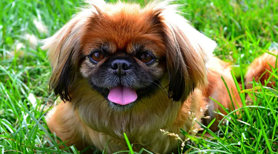 La raza de perro pequinés más tonta