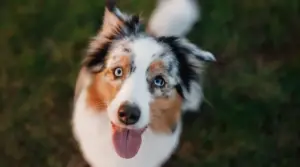 Perro Merle: Color Y Controversia