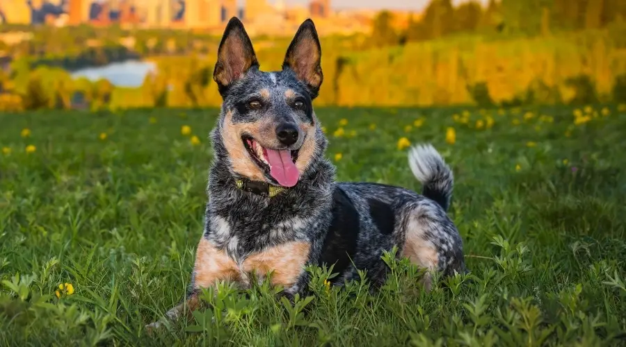 Perro de ganado australiano en el campo exterior