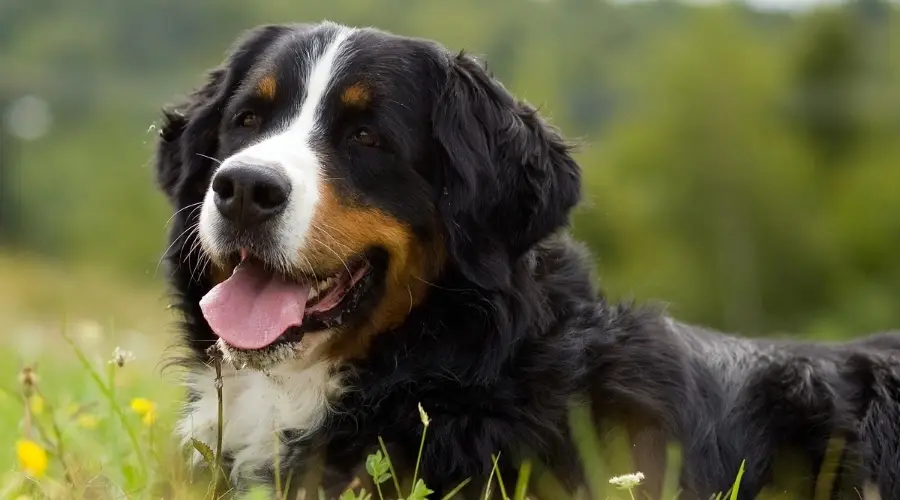 Perro De Montaña De Berna Vs. San Bernardo: Diferencias Y