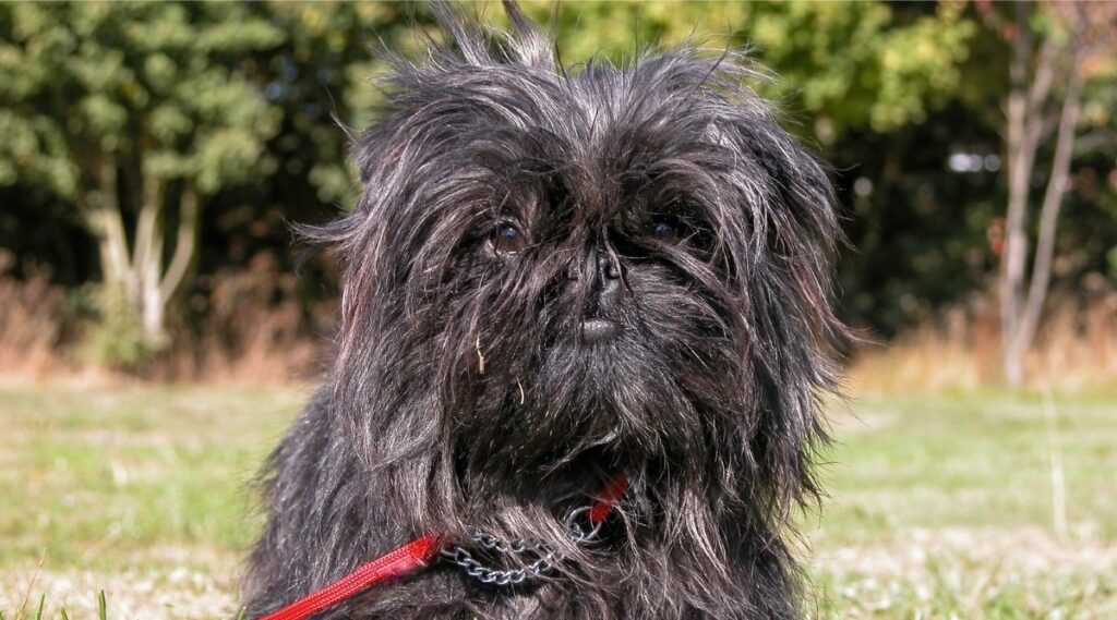 Raza Affenpinscher con correa boca arriba