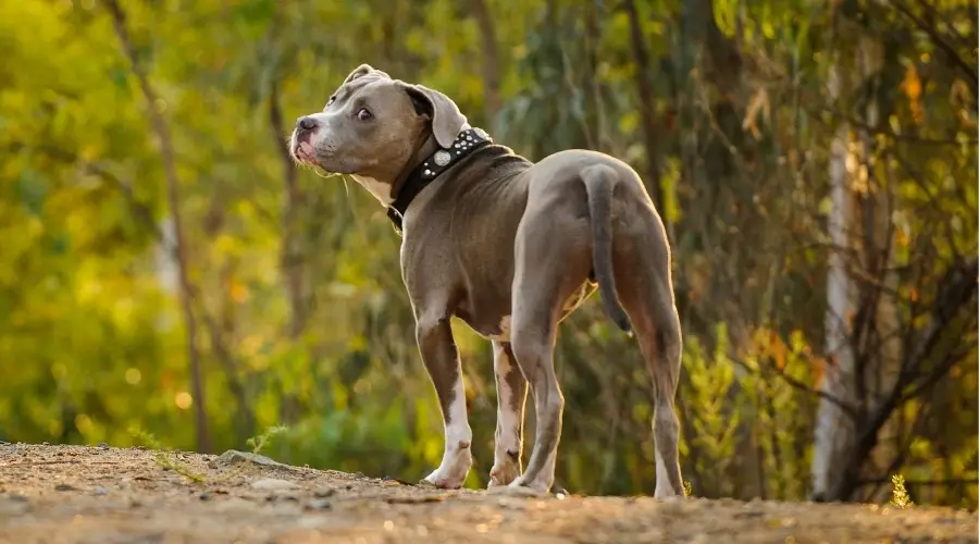 APBT azul parado en una carretera