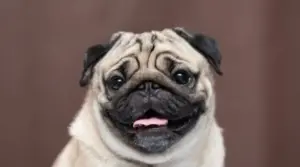 Pug Vs. Bulldog Francés: Diferencias Y Similitudes De Raza