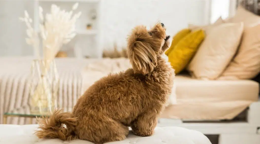 El caniche toy feliz se sienta en un sillón blanco.  Vista lateral del perro pelirrojo mirando hacia arriba