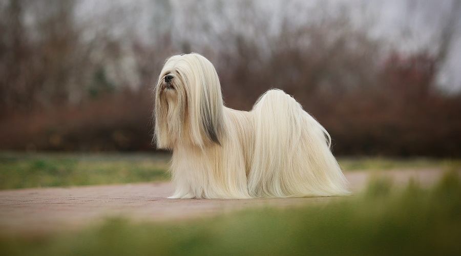 Lhasa Apso en la pasarela