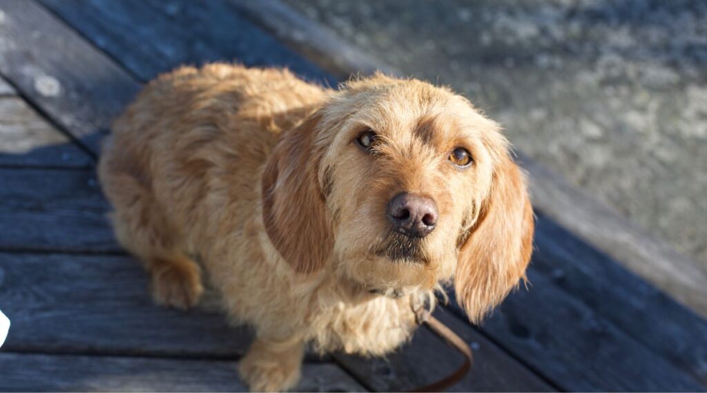 Basset Fauve De Bretagne sentado mirando hacia arriba