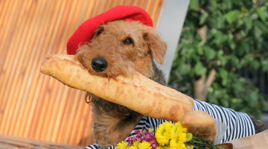 Perro airedale terrier sosteniendo baguette fresca vestida al estilo francés