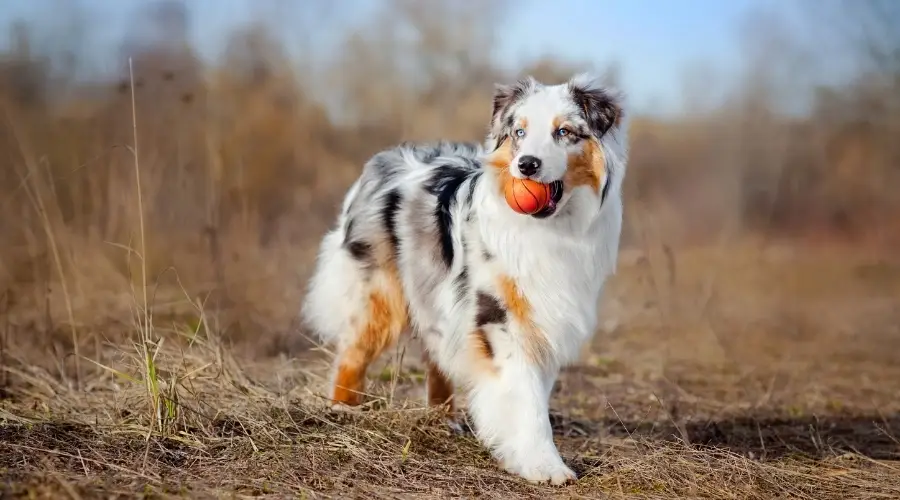 Hermoso perro con pelota en la boca