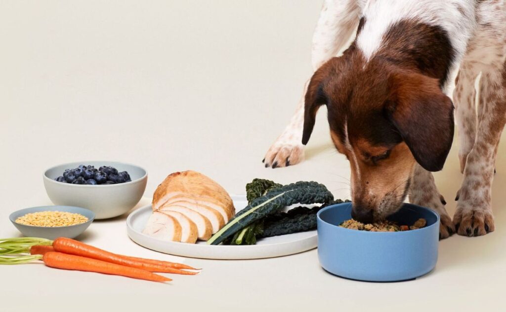 Reseñas De Comida Para Perros Ollie: Entregada Fresca en Su