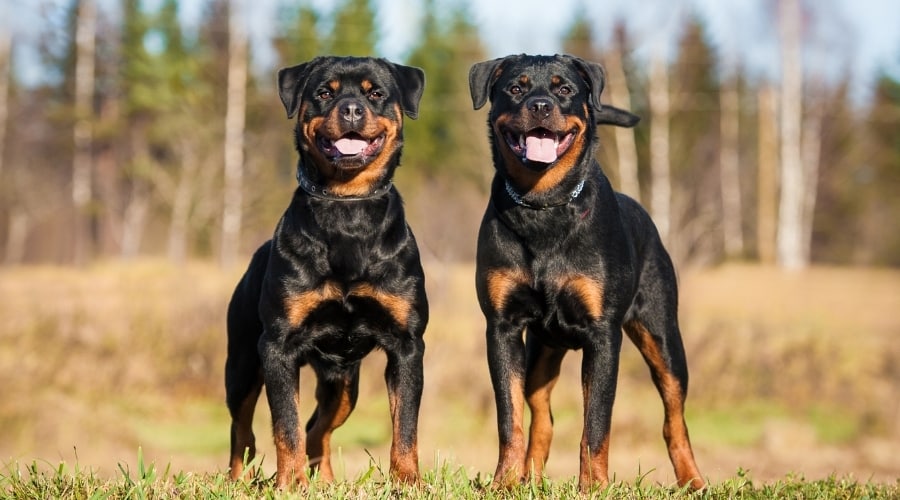 Rottweiler Versus Pastor Alemán: Similitudes Y Diferencias De Raza