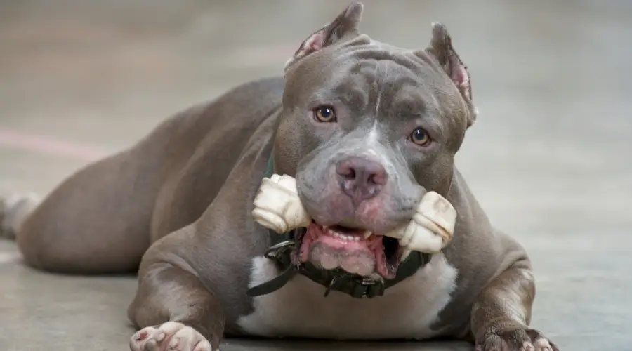 Perro azul masticando un hueso