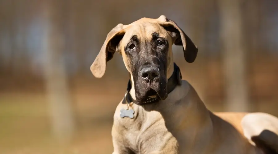 Cachorro gran danés leonado