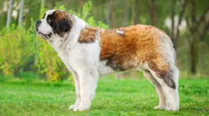 San Bernardo Vs. Labrador Retriever: Diferencias Y Similitudes De Raza