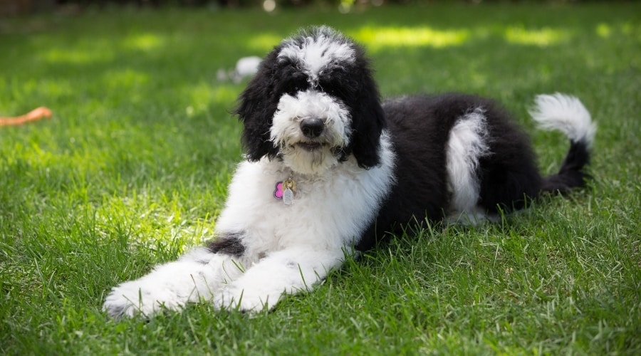Sheepadoodle vs Goldendoodle: ¿cuál Es La Diferencia?