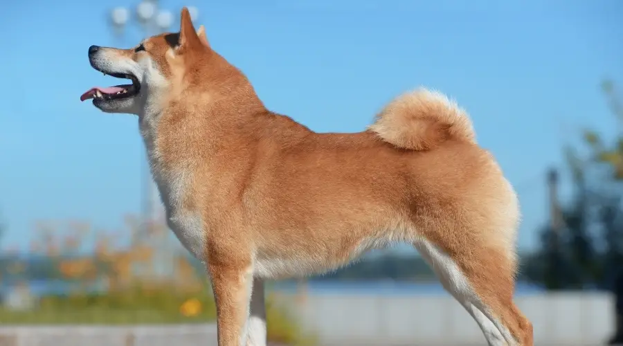 Perro bronceado en postura de pila