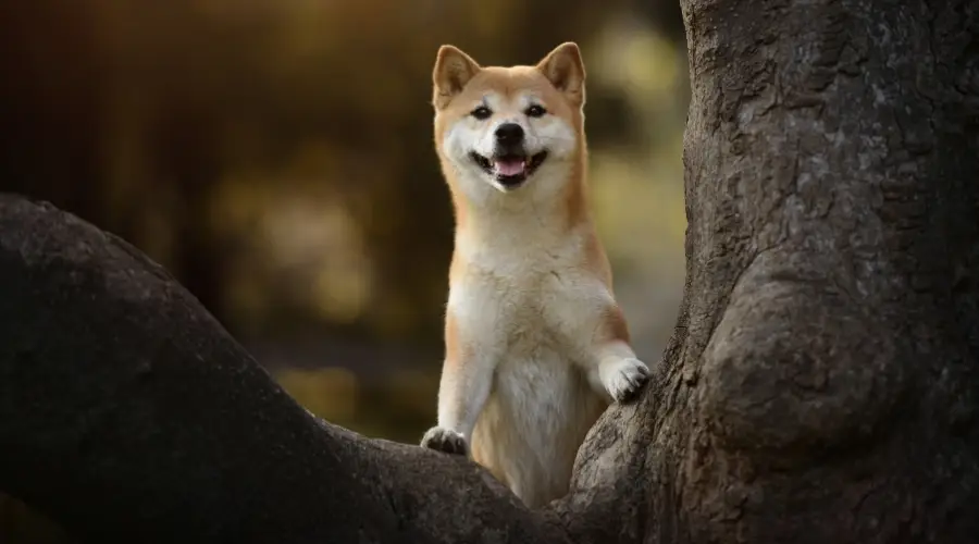 Shiba Inu Vs. Akita: Diferencias Y Similitudes De Raza