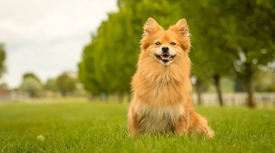 Spitz Alemán Versus Pomerania: Diferencias Y Similitudes De Raza