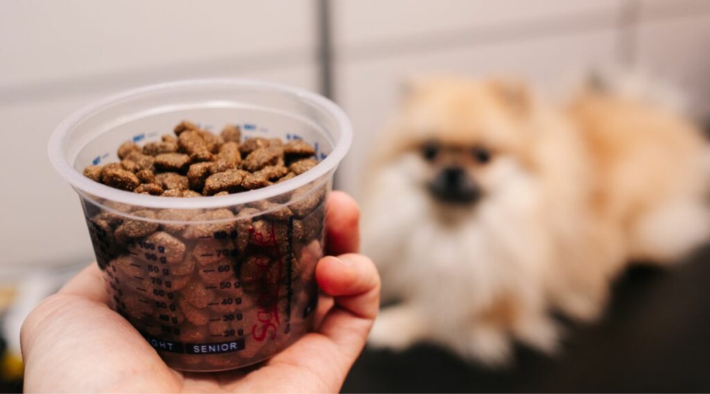 comida para perros en un tanque de medición en el fondo de un Pomerania