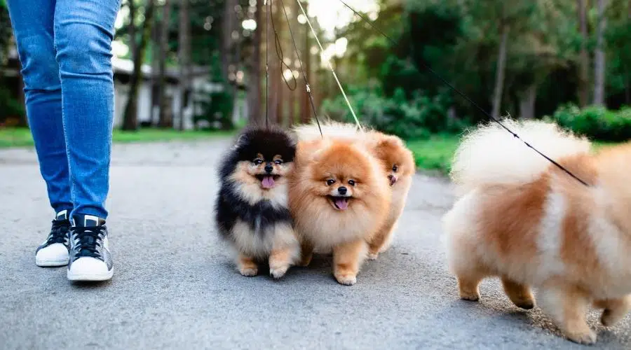 Tabla De Crecimiento De Pomerania: Hitos Del Cachorro Y Qué